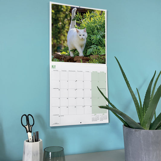 A vertical wall calendar hanging on a light blue wall, featuring a white cat in a garden on the calendar page. The room setting includes a potted aloe plant, a glass cup, and a pencil holder on a desk below.