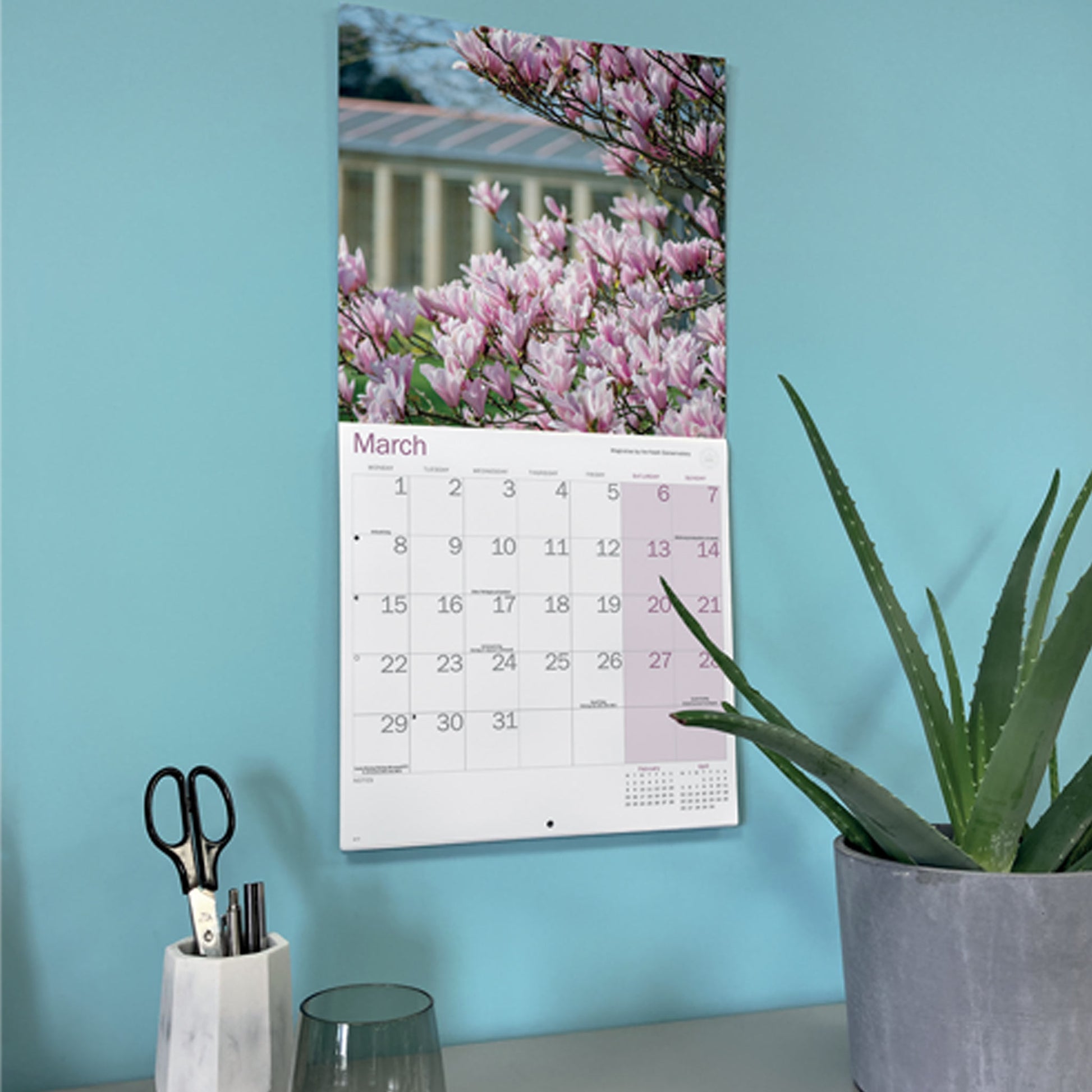 A vertical wall calendar hanging on a light blue wall, featuring a photograph of pink blossoms in the upper section and a March calendar grid below. The scene is styled with a potted aloe plant and desk accessories in the foreground.