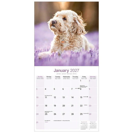 A vertical wall calendar page showing a photo of a fluffy cream-colored Cockapoo dog sitting in a lavender field on the top half, with the January 2027 calendar grid on a white background below.